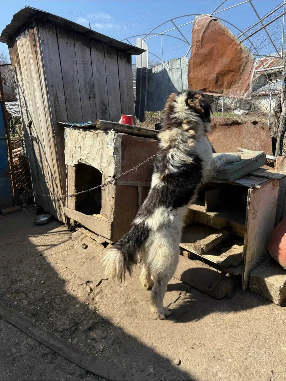 ciobanesc de Bucovina 