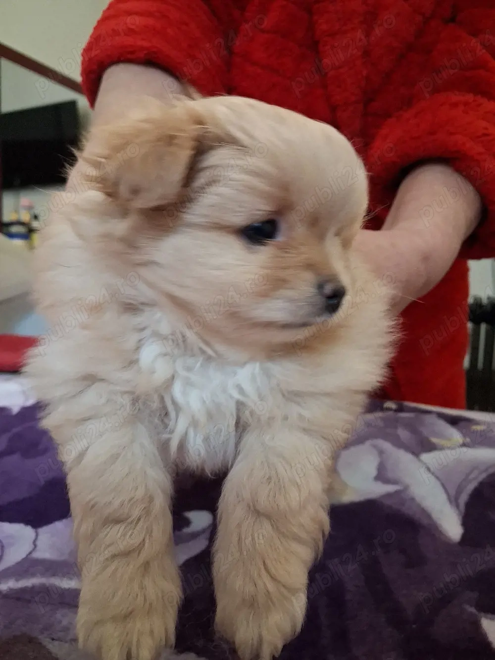 de vanzare pui pomerian