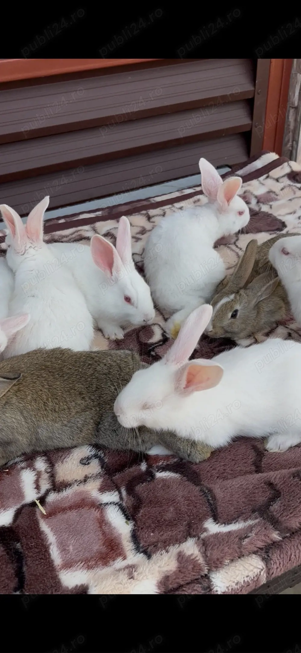 iepuri hycole francez