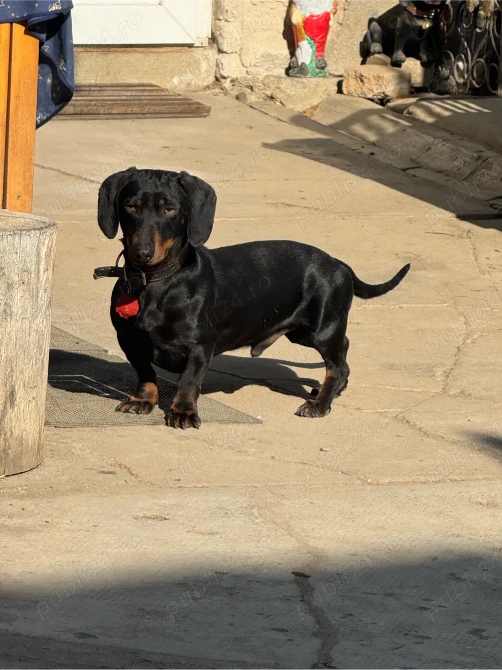 Teckel negru cu pete de foc