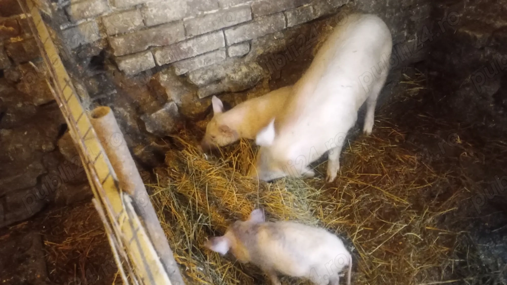 Ce se vede în poze de vânzare 50 -60 kg +2 purcei la pachet 1500 Lei 