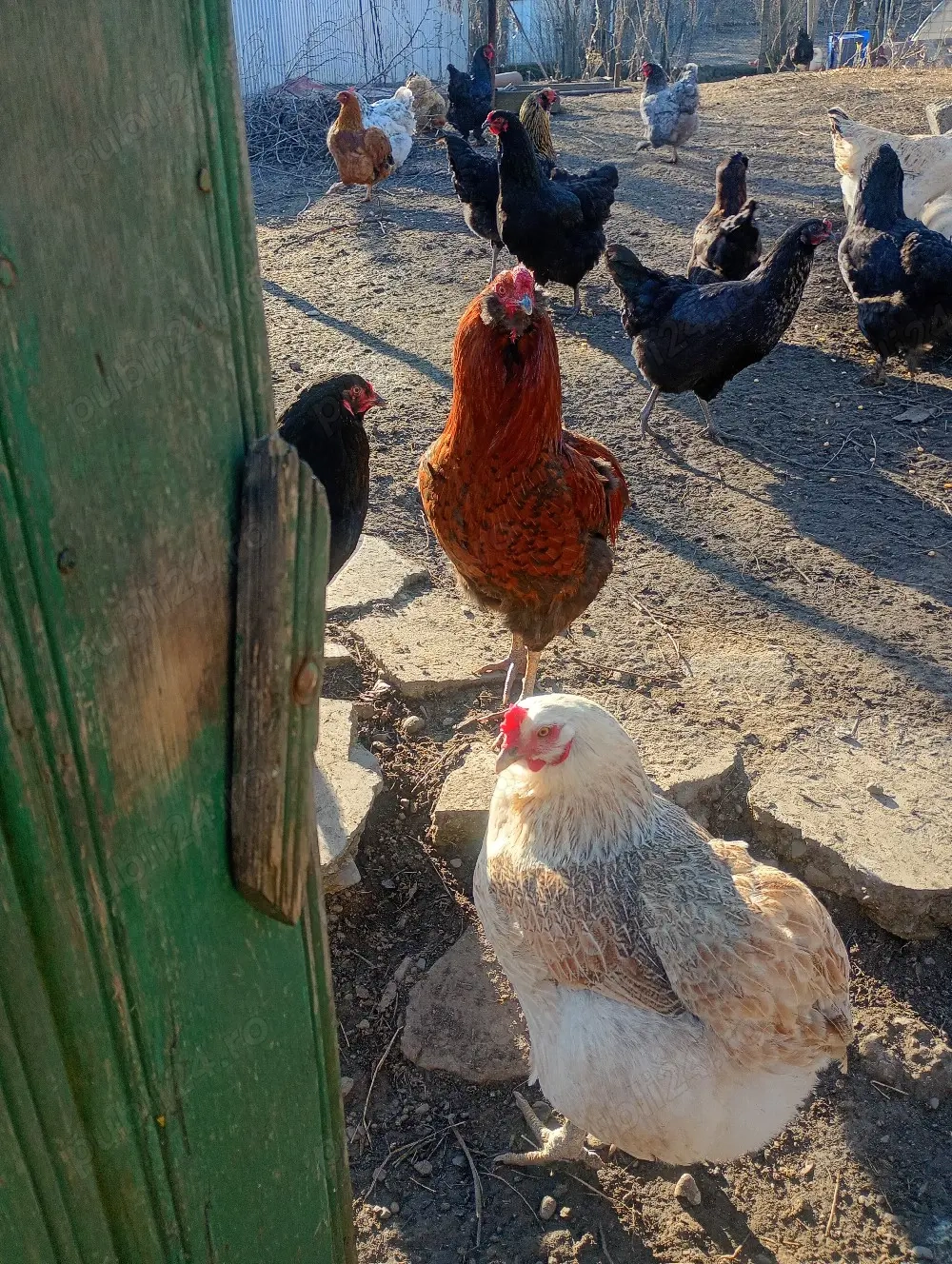 Oua Araucana si Brahma pentru incubator