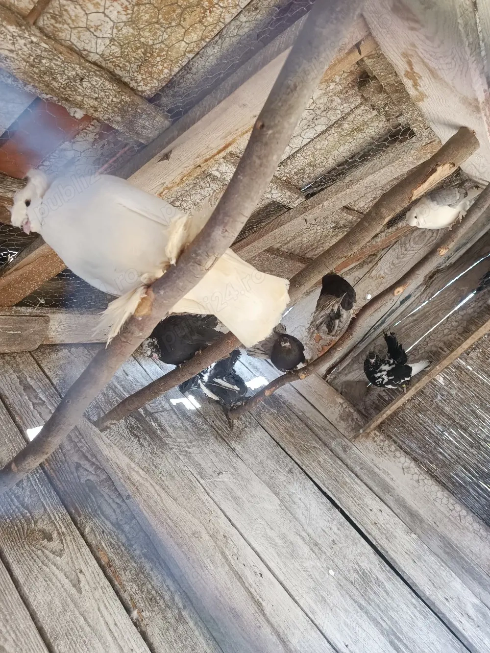 Vând Porumbei de ornament 