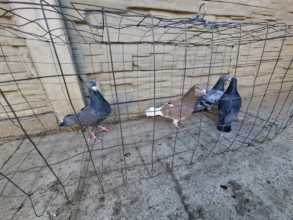 Vand porumbei voiajori 