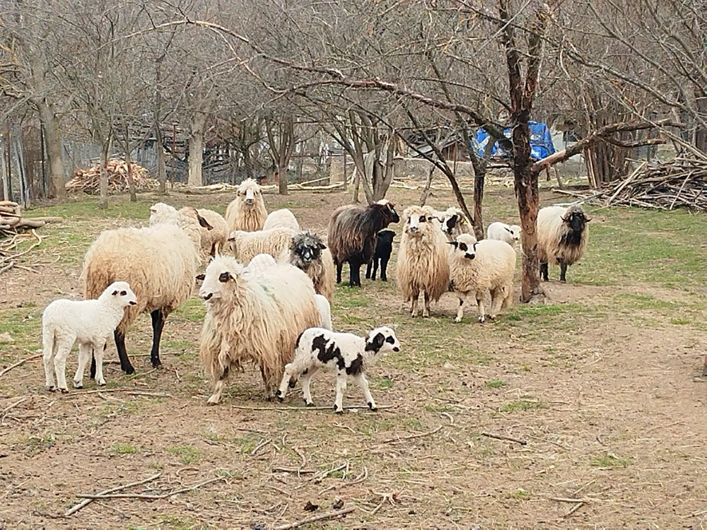 Oi cu miei Arges de vanzare!