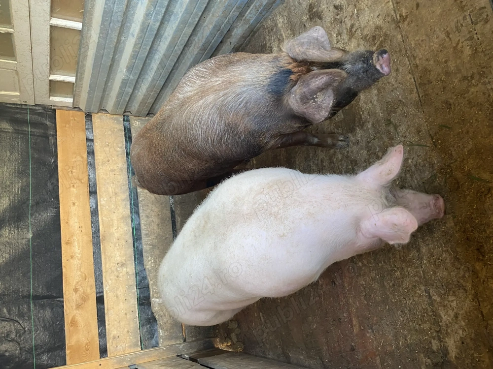Porci de carne de vânzare !!!!