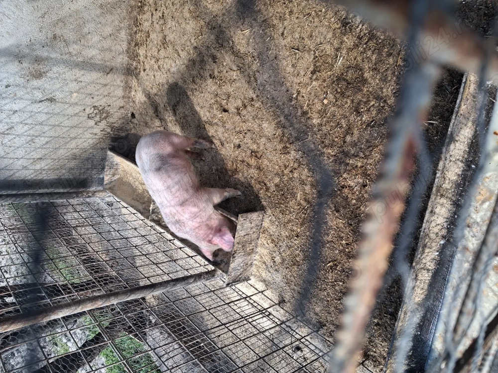 vier 2 luni din monta artificiala