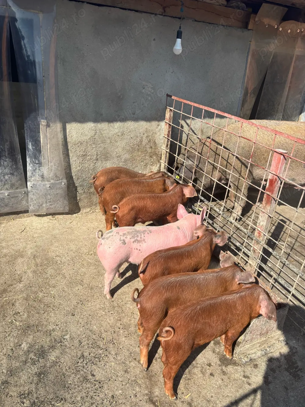 Purcei disponibili Duroc x Pietrain 