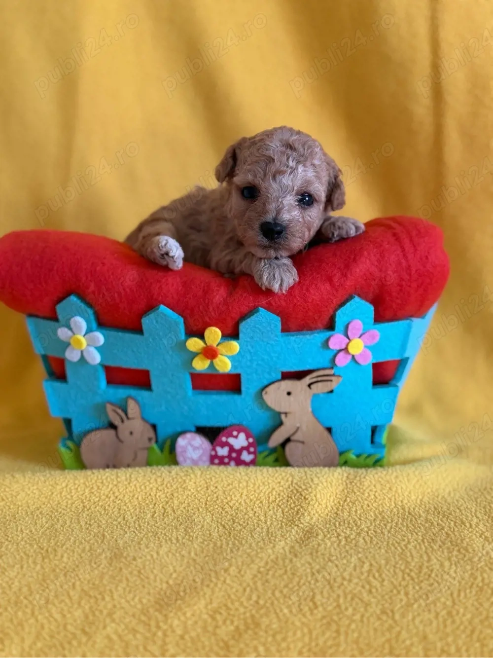 Puiuti Maltipoo