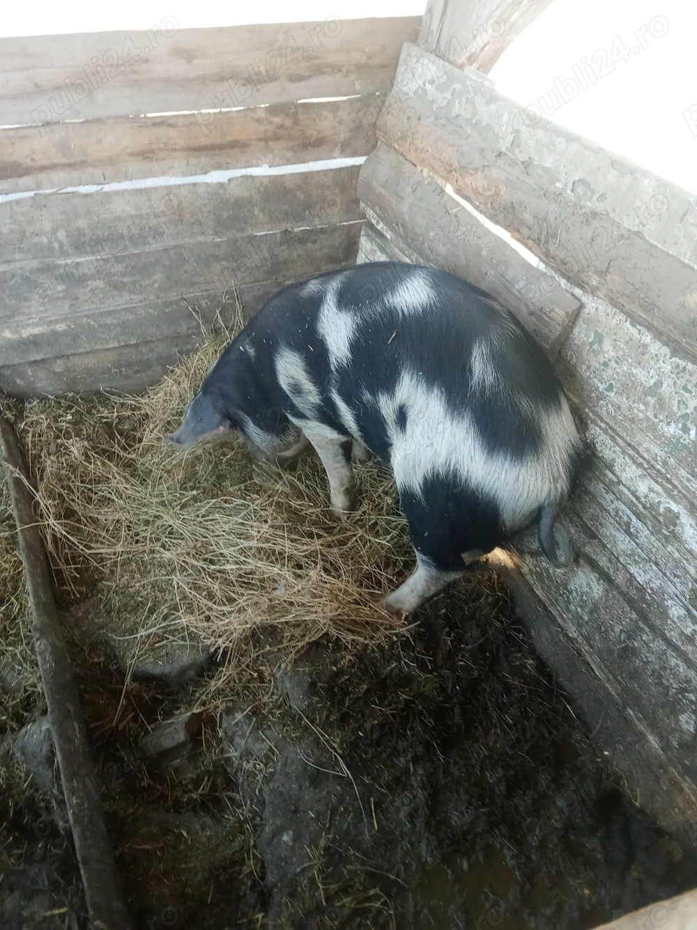 Vând scroafa in jur de 80 kg