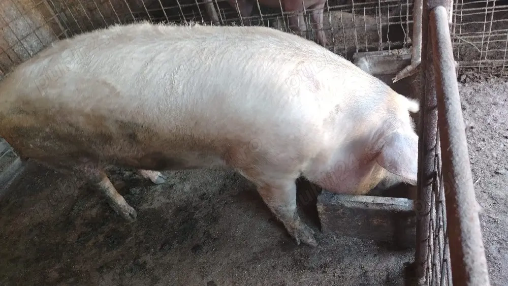 purcei de vanzare 600 buc