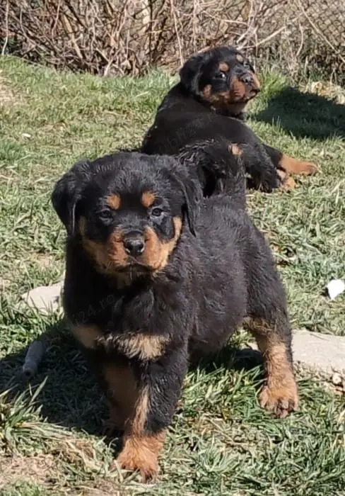 Catel Rottweiler