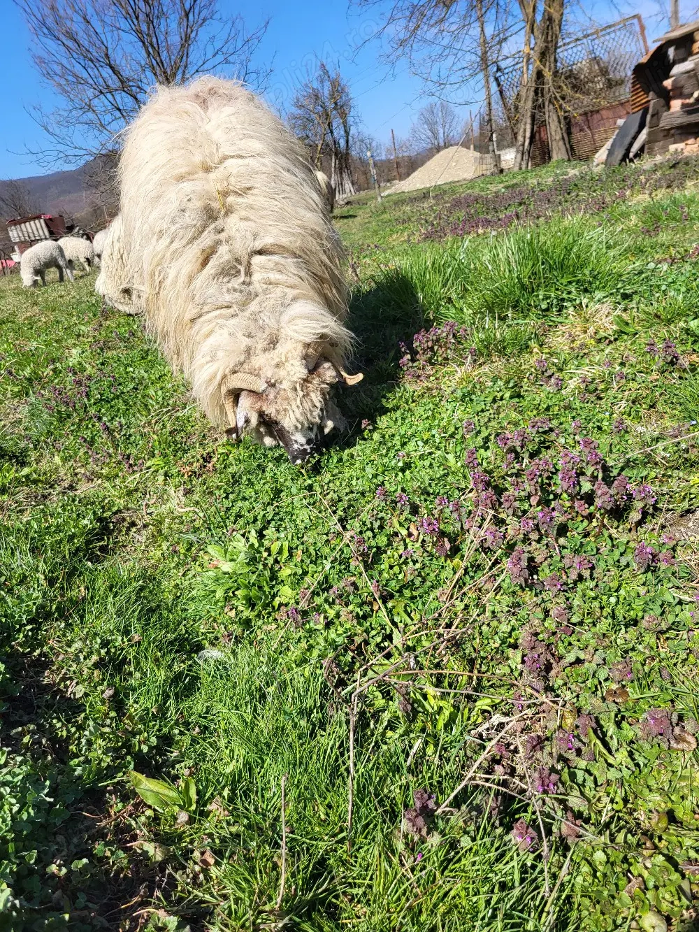 Oaie cu mieluta. prima fatare