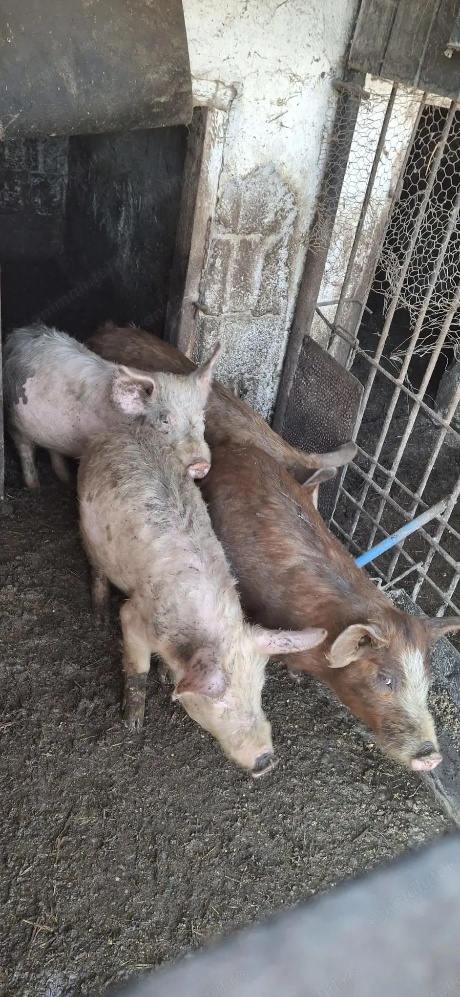 vând șoldani ieftini 