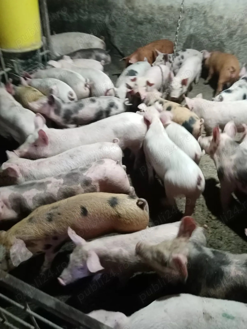 Vând purcei rasa landras, petran, Duroc și marele alb 