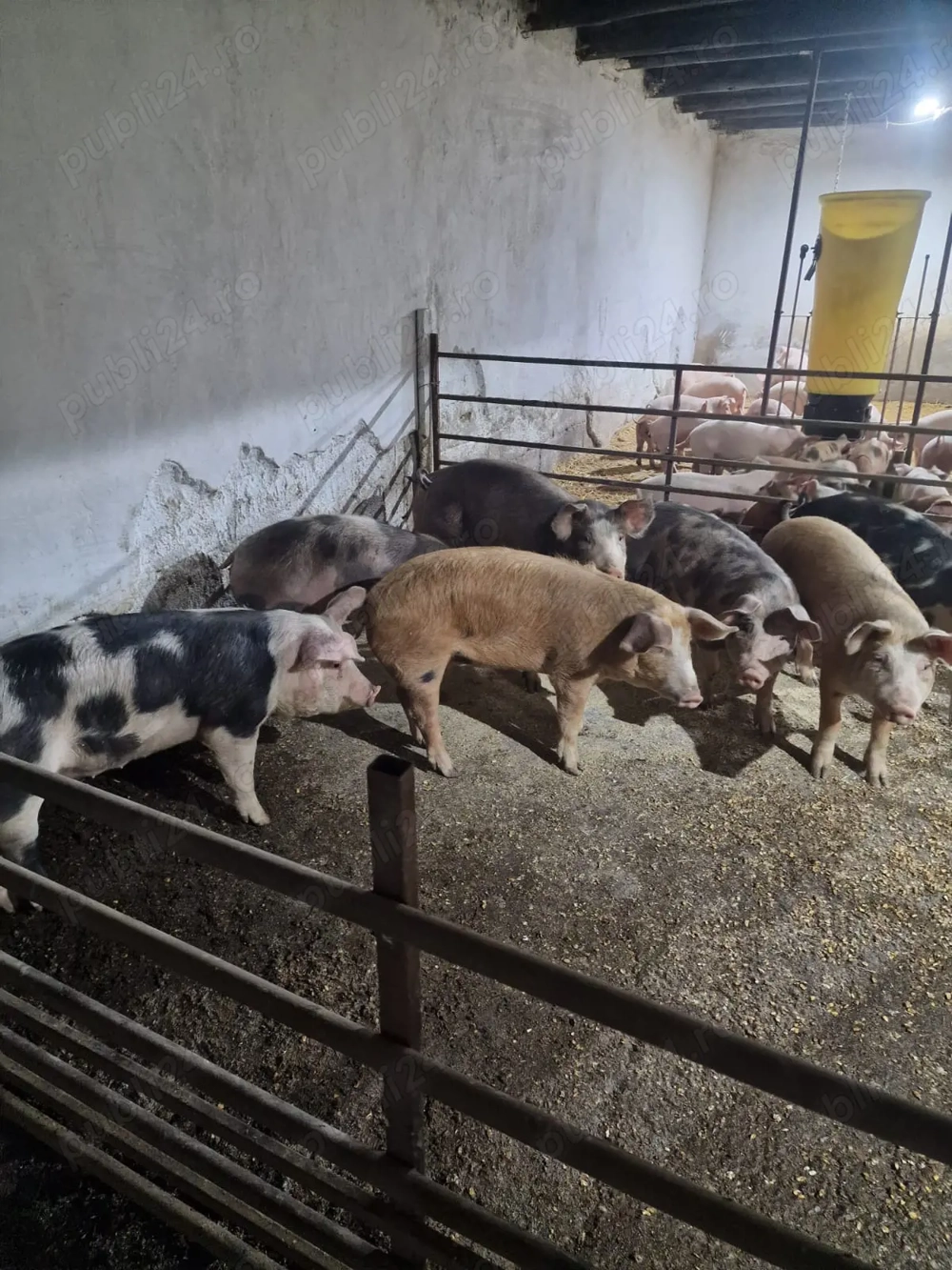 Vând purcei rasa landras, petran, Duroc și marele alb. 15-25kg și 60-80kg