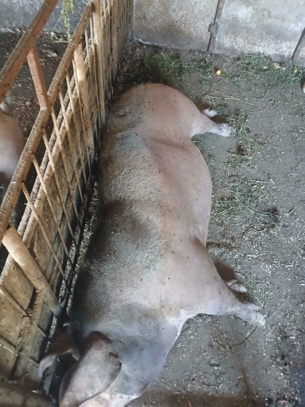 Porci de vânzare ,pentru mai multe detalii sunați la   
