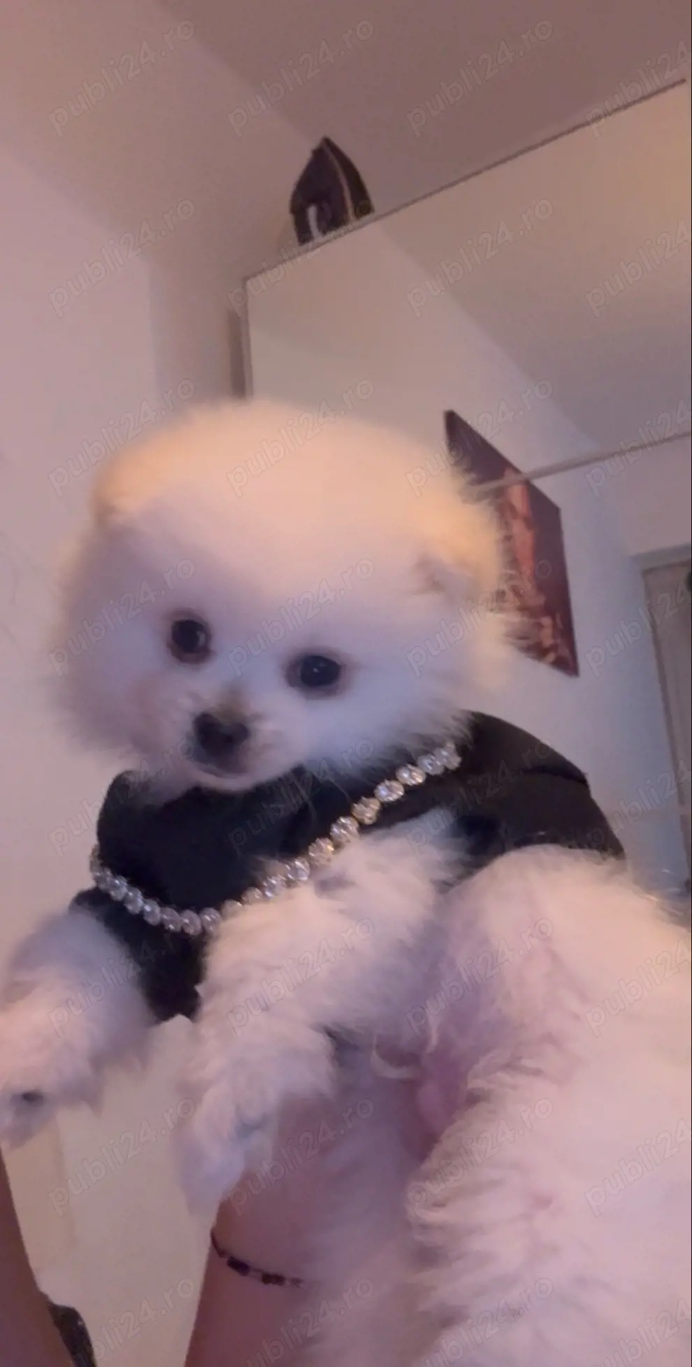 caine pomeranian 