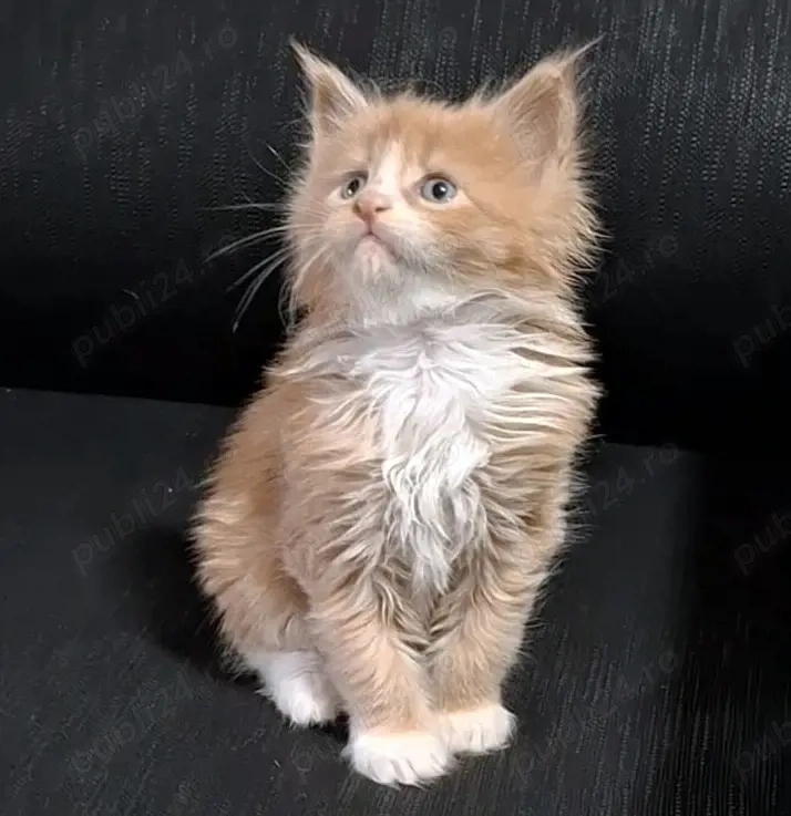 Maine Coon pisicuti cu Pedigree WCF-Felisa Autorizata Timisoara