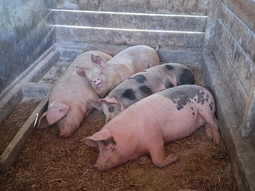 vând porci 90-110 kg