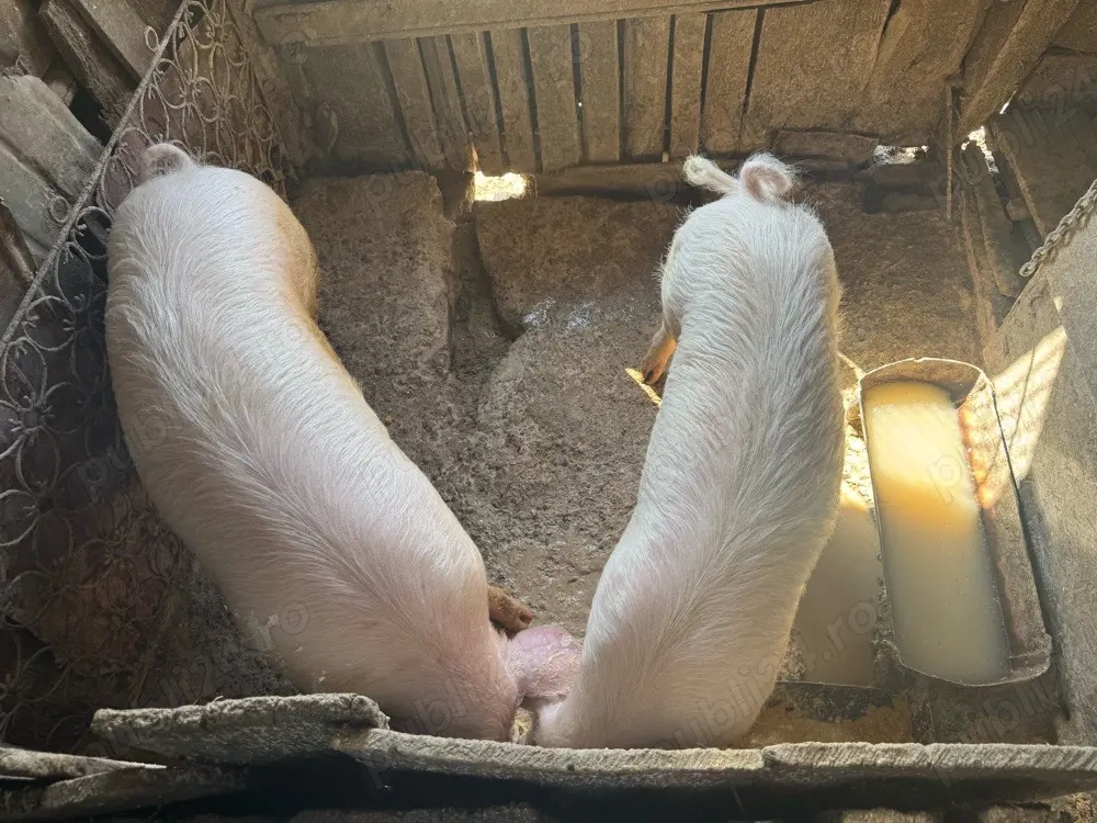 porci de vanzare 