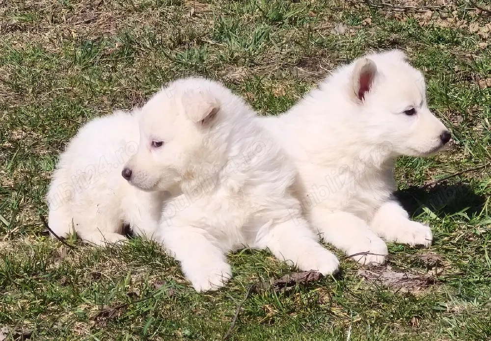 Ciobanesc elvetian ( Lup alb) cu pedigree 