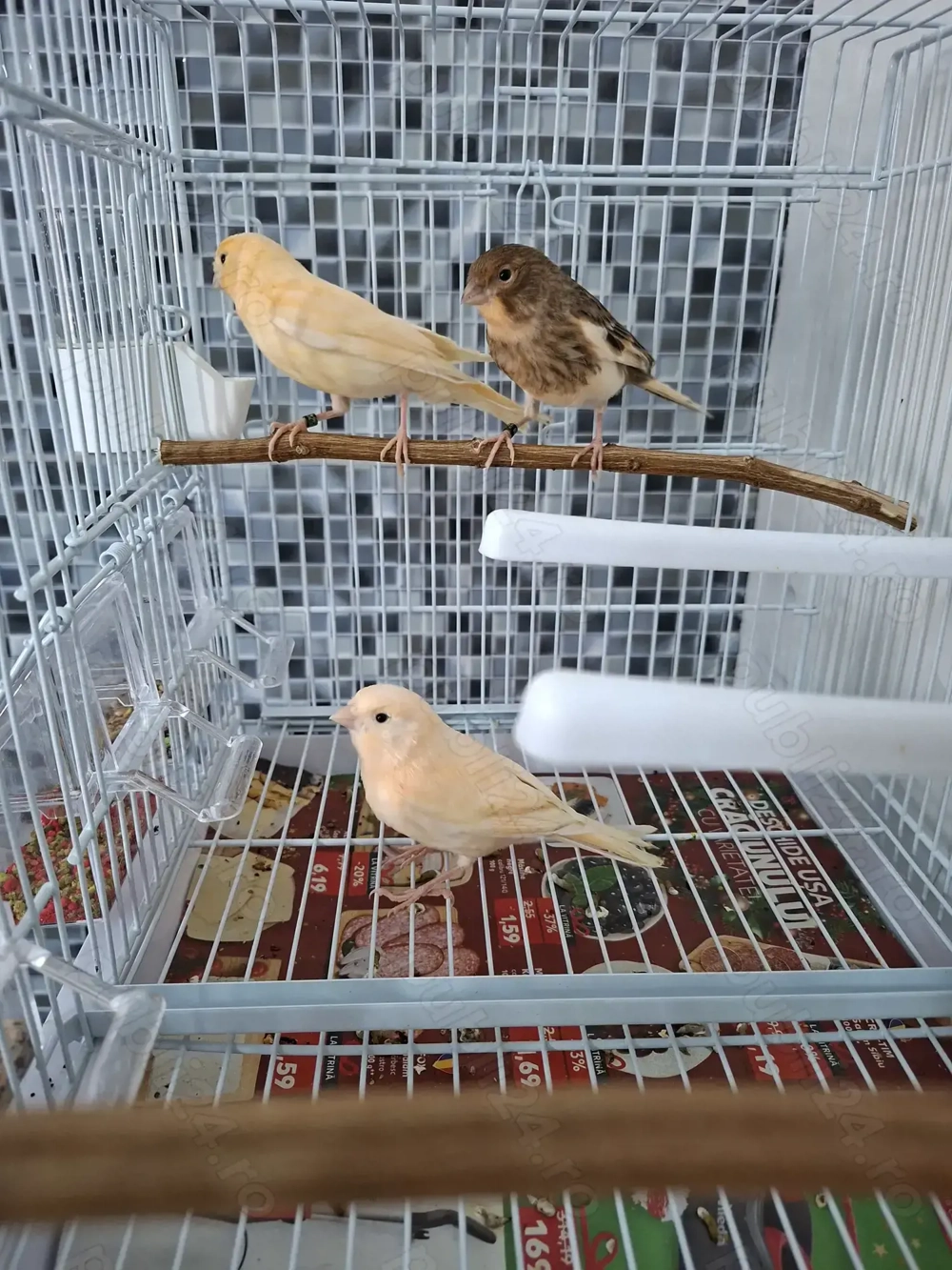 Vând pui de canari si un mascul 