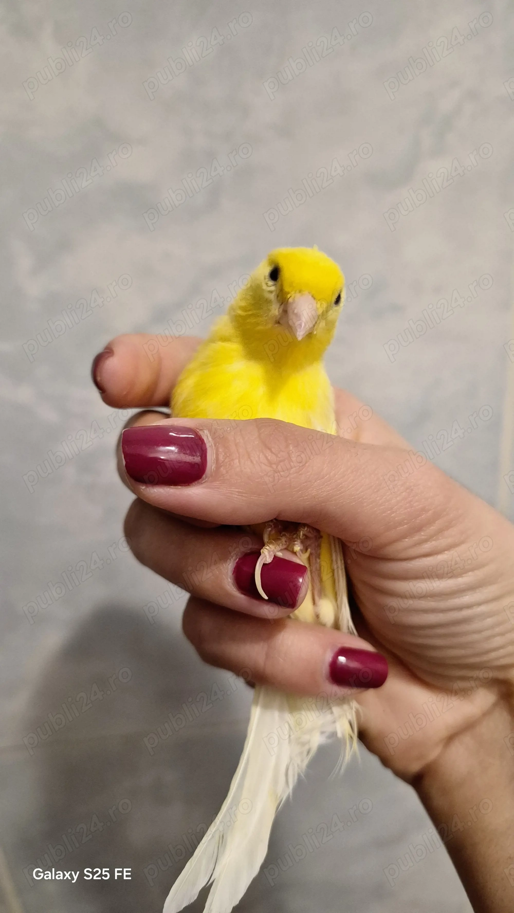  Vând 2 canari pereche