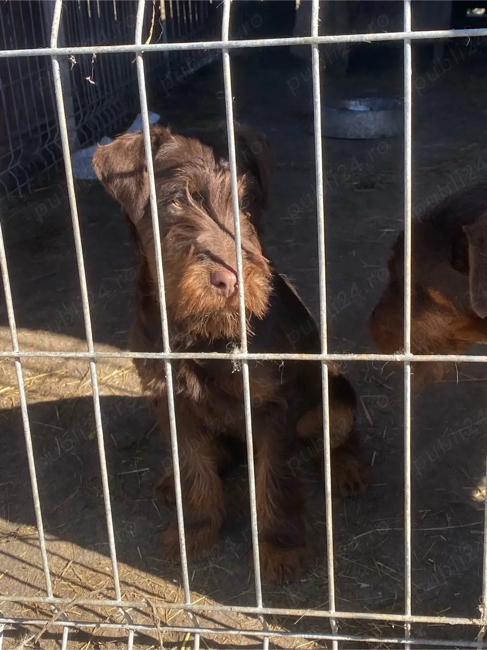 Femelă JagdTerrier jagd terrier 