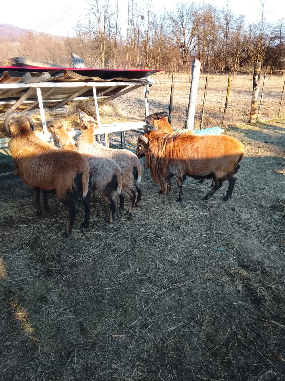 Se vinde.  Pentru gospodari