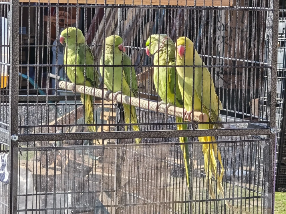 Donez 4 papagali Micul Alexandru