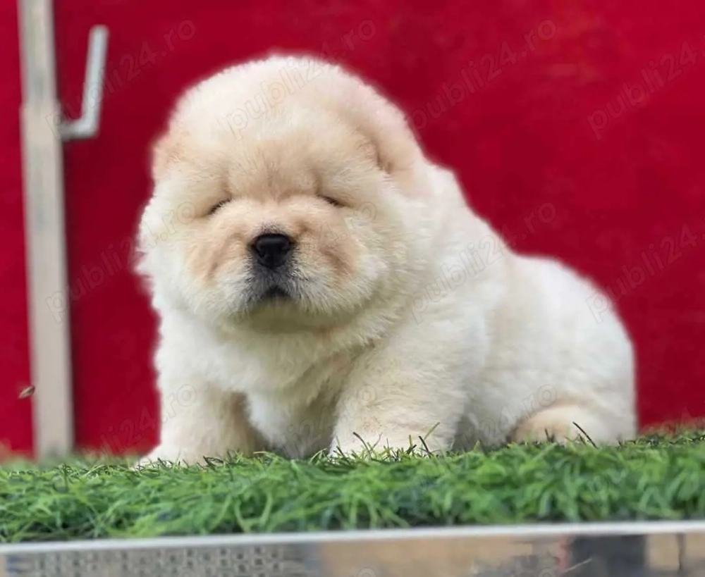 Chow-Chow Alb - furnizor autorizat - transport autorizat la nivel național 