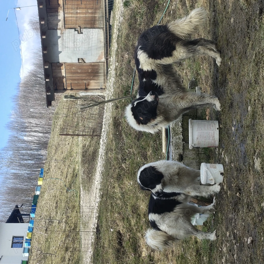 Ciobanesc de Bucovina mascul și femelă cu pedigree