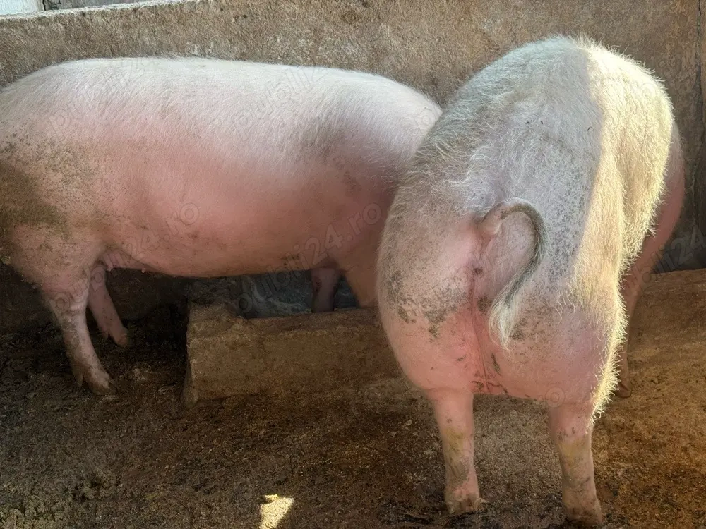 porci de carne 180kg