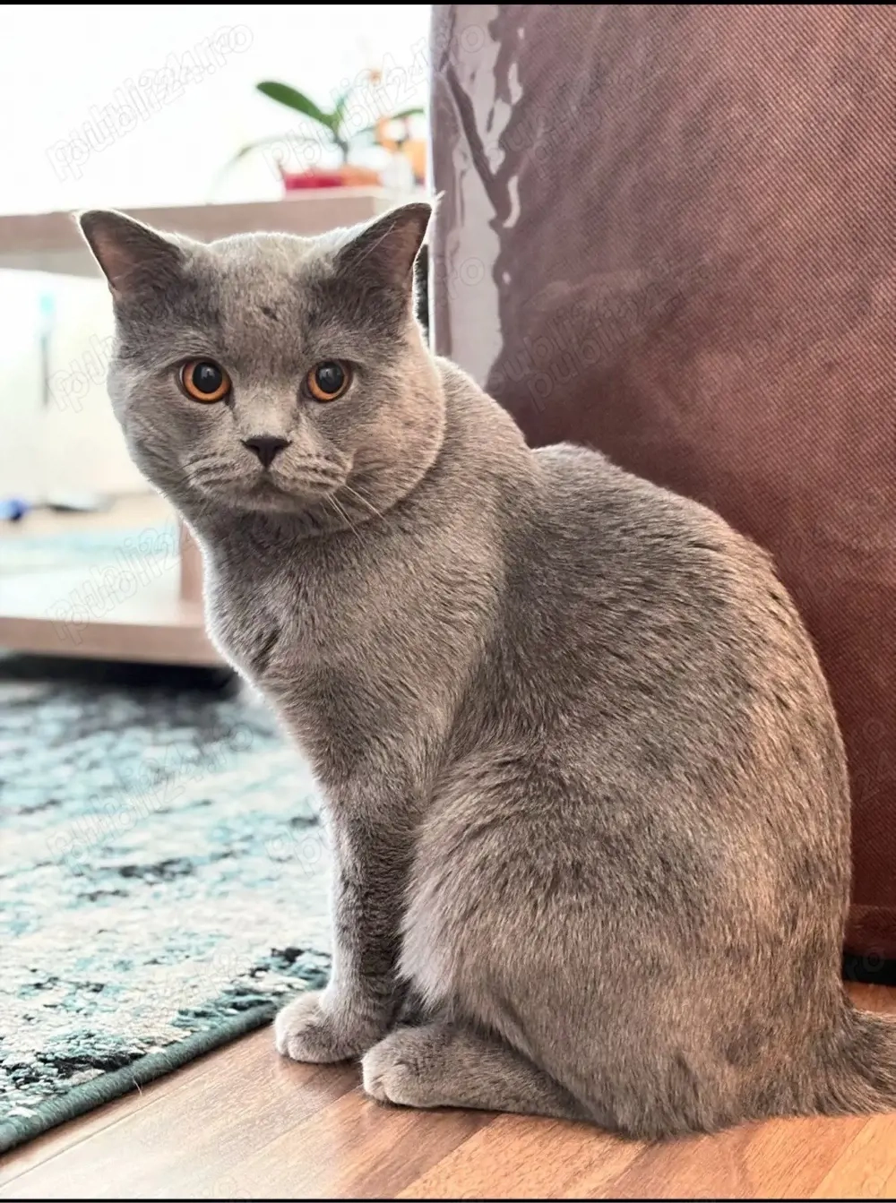 Motan British Shorthair Blue pentru m o n t a