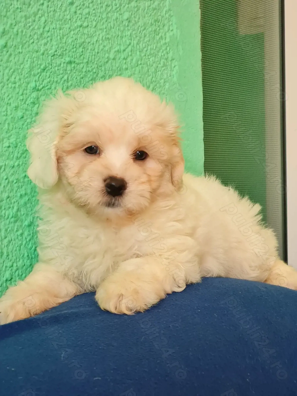 Bichon maltez  masculi,puiuti carnet de sanatate la zi.