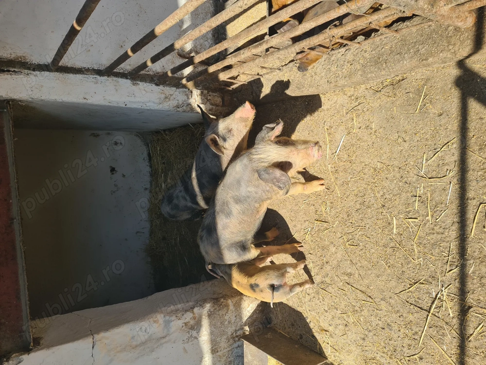 Vând 2 buc cu vârsta de 3 luni jumate.