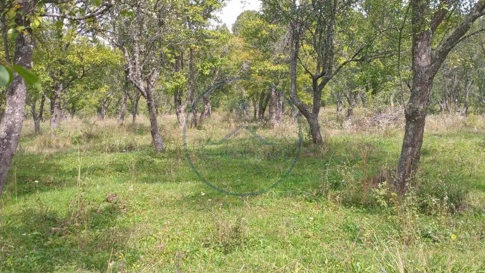 Teren extravilan 10.000 mp – Livadă de pruni, Dorolea (15 km de Bistrița)
