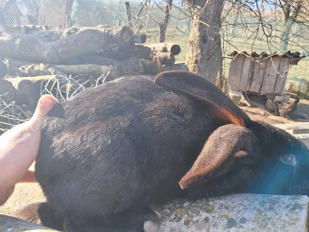 se schimbă cu femela