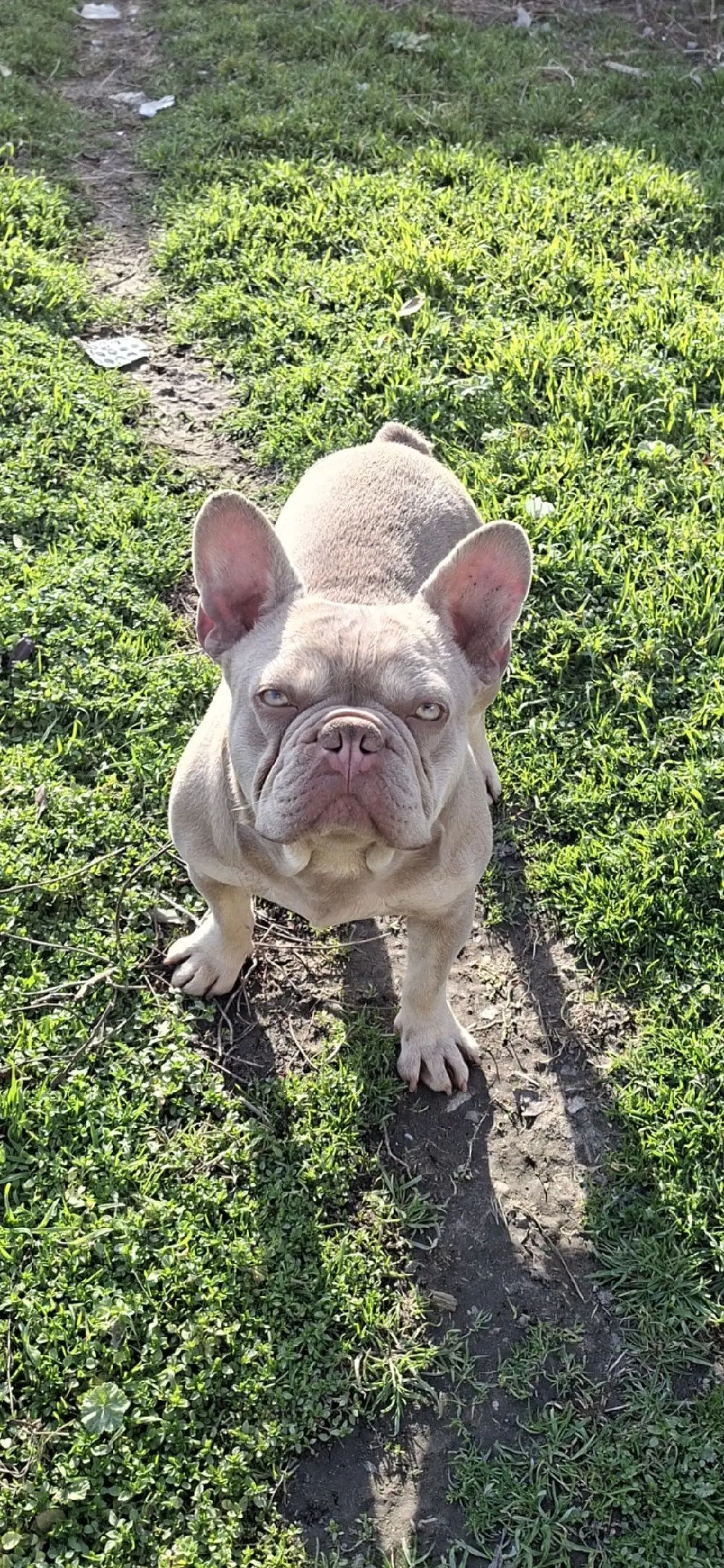 Disponibil mascul buldog francez 