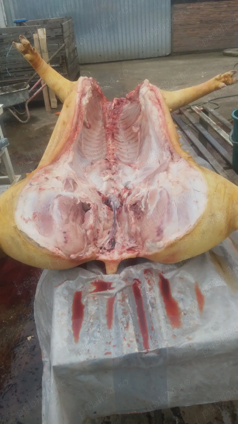 Carcasă pentru Paște 