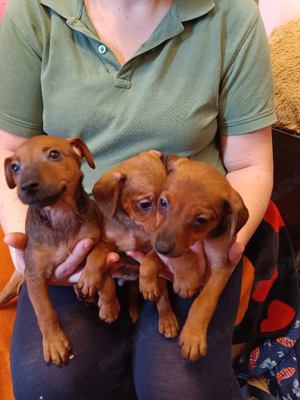 Pinscher Pitic fete si baieti