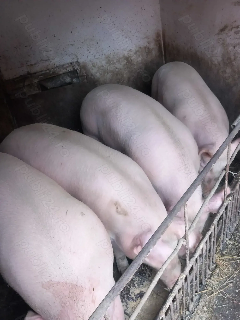 Porci de carne,rasa pic.