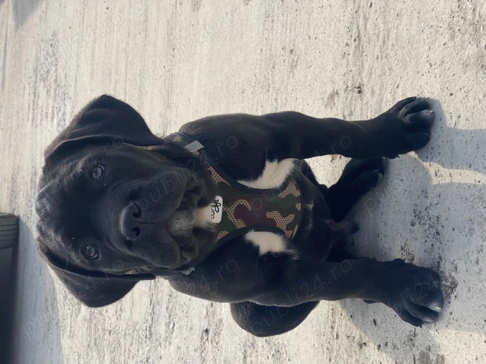 Cane Corso 10 saptamani 