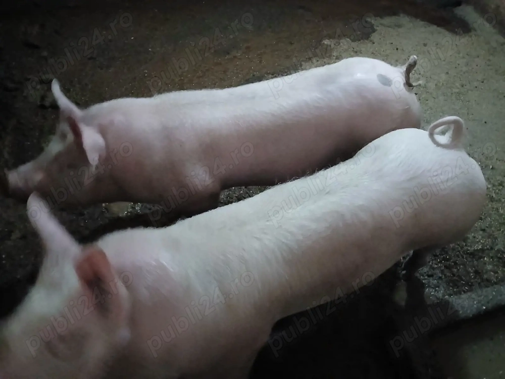 Vand doua Scrofite: 80kg - 1300Lei Bucata