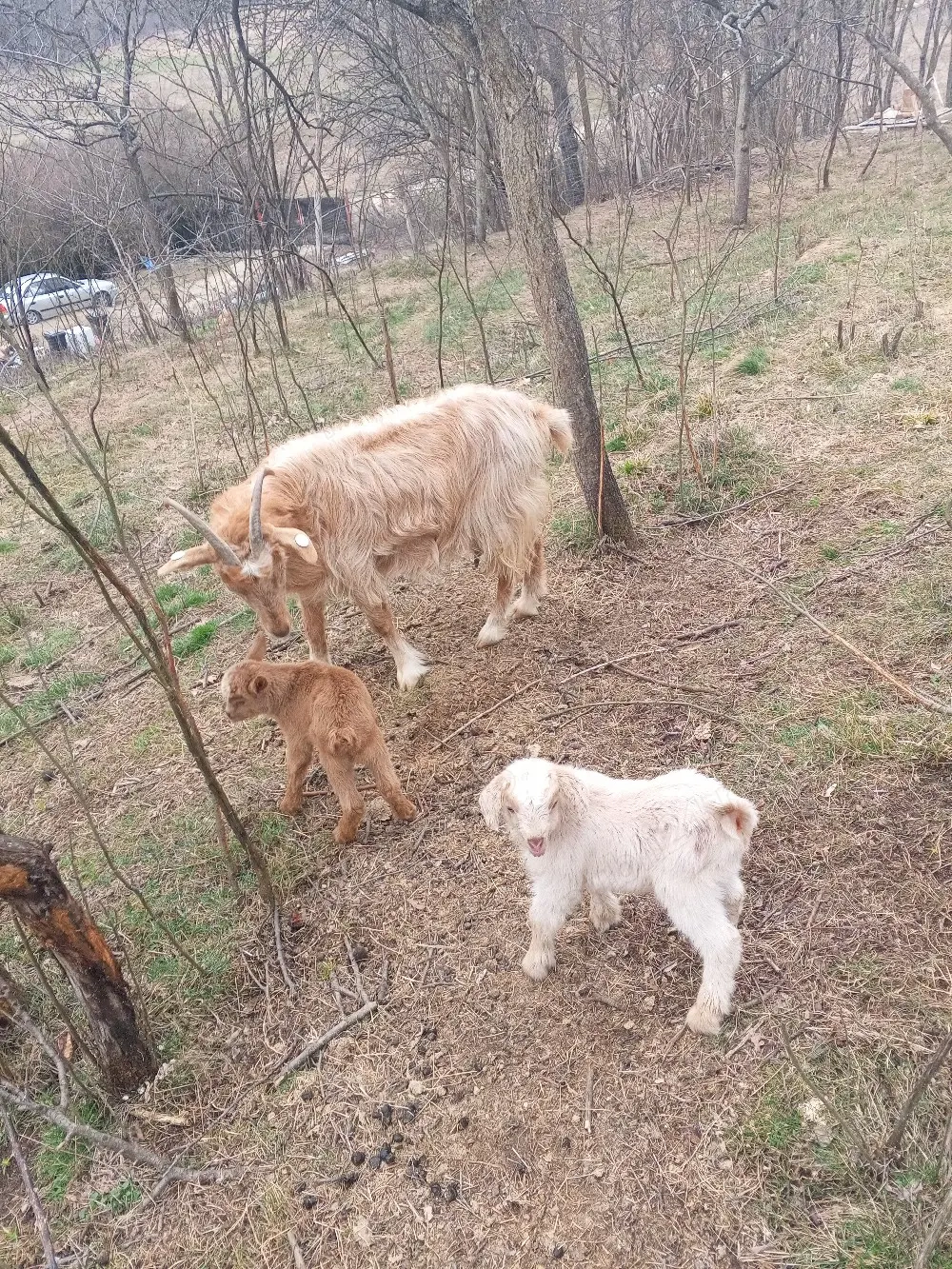 Vand trei capre si doi iezi