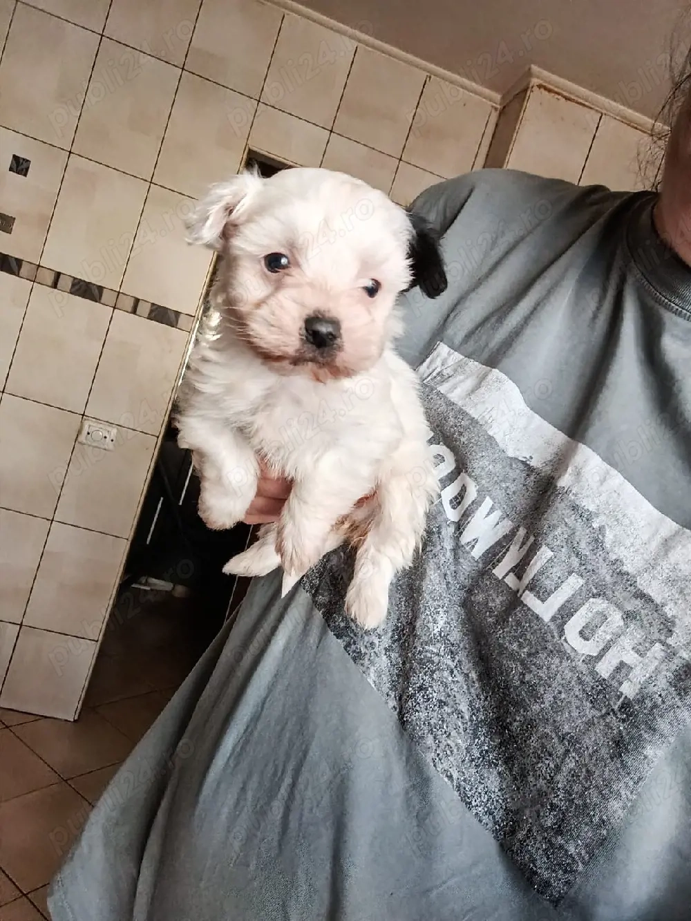 Puiuti Bichoni talie mica