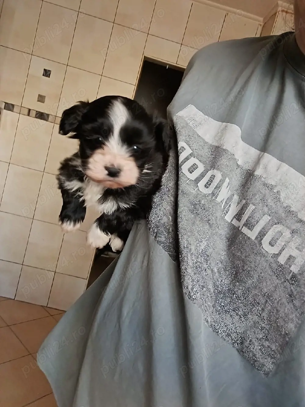 Baietel Bichon Havanese,talie mica