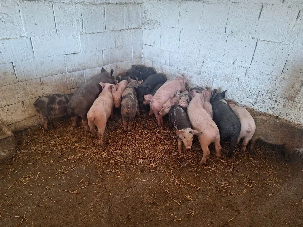 de vanzare purcei de carne 13 sapatamani rasa de carne 