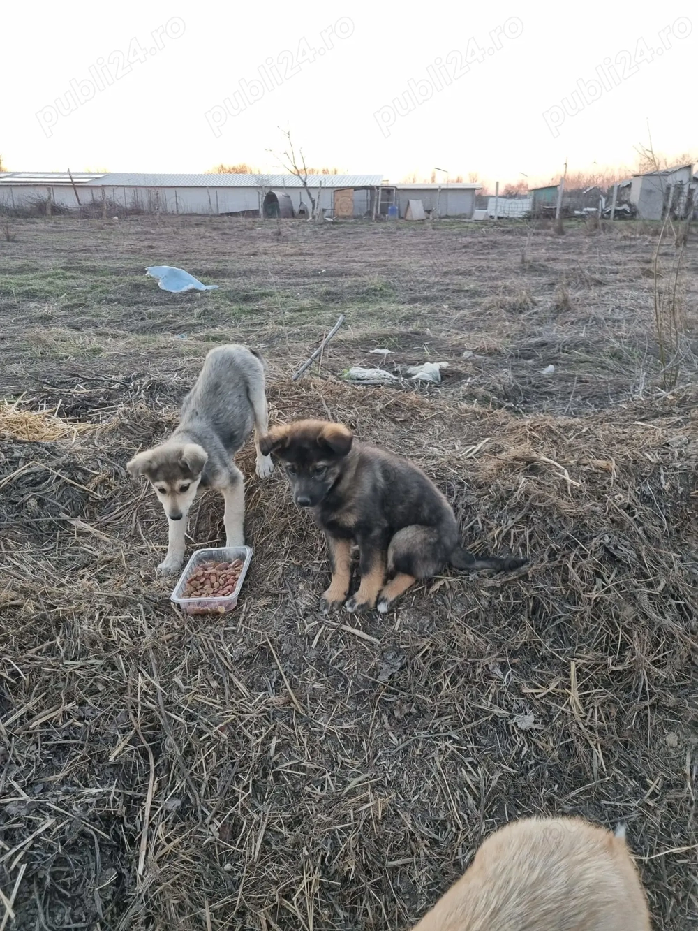 Două fetițe de cățel metis abandonate pe câmp își caută o casă